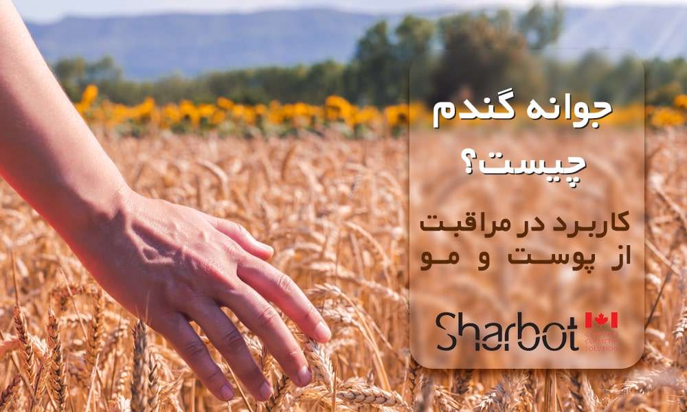 جوانه گندم چیست و چه تاثیری دارد