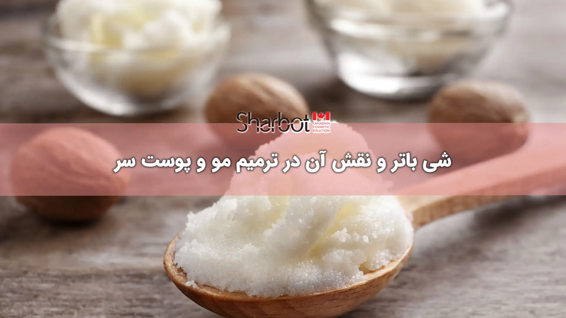 شی باتر و نقش آن در ترمیم مو و پوست سر شاربوت